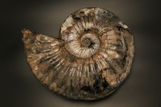 Russian Ammonite Deshayesites Imitator