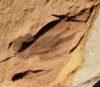 Rare Carboniferous Fossil Insect Small Wing In Mazon Creek Like Nodule From Eu