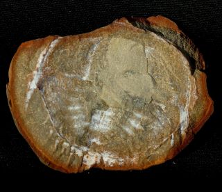 Rare Belinurus Fossil Horseshoe Crab In Mazon Creek Like Paired Nodule Last One