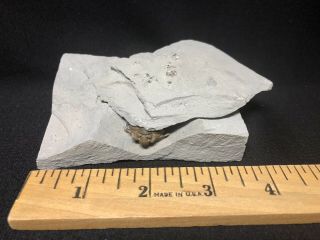 Trilobite - Sweet Waldron Shale Calymene Hiding Under Lichenalia - Fossils Crinoid
