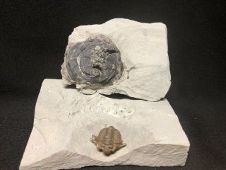 Trilobite - Sweet Waldron Shale Calymene hiding under Lichenalia - Fossils Crinoid 2