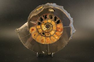 Russian Cut Ammonite Speetoniceras Versicolor
