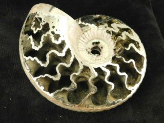 A Big Polished Pyrite Ammonite Fossil On A Caliper Stand Russia 201gr