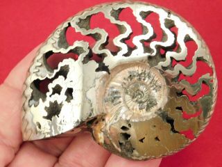 Big Polished Pyrite Ammonite Fossil On A Caliper Stand Volga River Russia 184gr