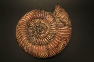 Russian Ammonite Speetoniceras Versicolor
