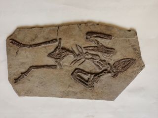 Rare Unique Chinese Best Triassic Archaeornis Real Confucius Bird Fossil