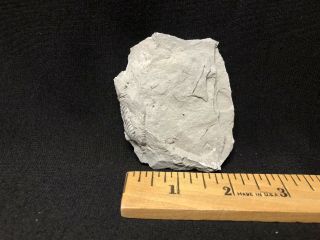Trilobite - Unprepared Waldron Shale Calymene - Fossils Crinoid