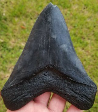 Giant Serrated 5.  74 " Megalodon Tooth.  Absolutely No Restoration