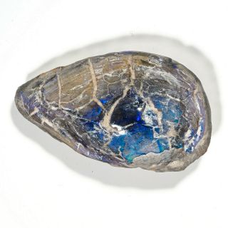 Rare 41.  22ct Precious Blue Black Opalised Mussel Shell Fossil Lightning Ridge