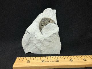 Trilobite - Stunning Waldron Shale Glyptambon Cephalon - Fossils Crinoid