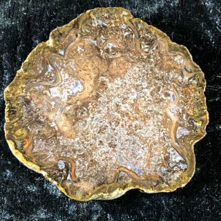 Rare Petrified Wood Fern Cyathodendron Texana Canyon Texas Yegua Fm 2.  25”x2”