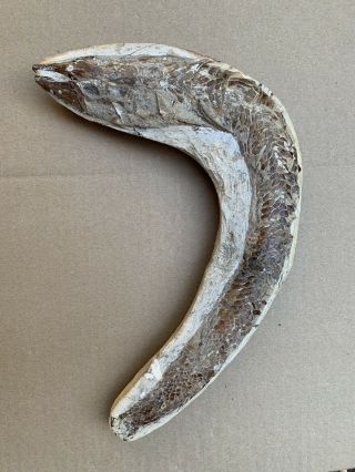 Fossil Fish Brazil - Aspidorhynchus Vincifer Comptoni Santana Formation Ceara