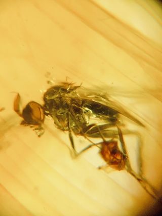 100 Million Year Old Fly In Cretaceous Burmese Amber Fossil Insect 1.  36g 407