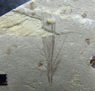 Exquisite Rare Feather Fossil From Jehol Biota - 71415