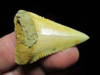 2 Inch Great White Shark Tooth Fossil Fish Teeth Chile South America Chilean