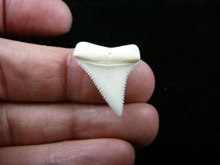 (s417 - 15) 1 - 1/16 " Modern Great White Shark Tooth Teeth Jewelry Sharks Pendant