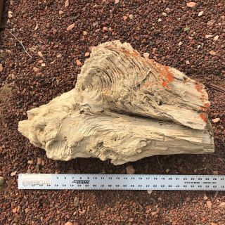 100 Lb Petrified Wood Log / Stump Giant 25” Fossilized Extremely Rare Nevada