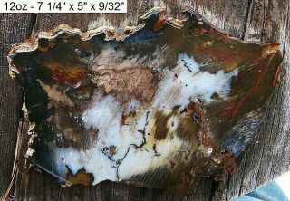 Hubbard Basin,  Nv Agatized Petrified Wood Slab - Gorgeous Colors