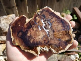 Mcdermitt Petrified Wood Polished Slab 5 1/2 " X 4 3/8 " X 1/2 " (025)