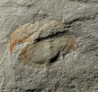 Very Rare Fossil Horseshoe Crab From Europe Euproops Bifidus Mazon Creek Like
