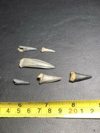 Eocene Shark Tooth From Seymour Island Antarctic Peninsula Wolf Family.  Coll.