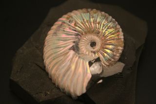 Russian Ammonit Deshayesites Volgensis.