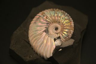 Russian ammonit Deshayesites volgensis. 2