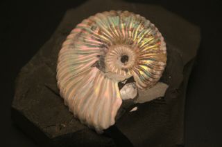 Russian ammonit Deshayesites volgensis. 3