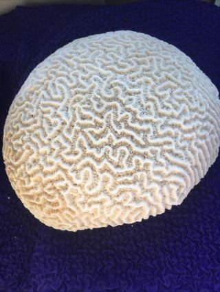 Vintage Piece Of Natural Coral Brain Fossil 6 - 1/2 " X5 - 1/2 " X4 - 1/2 "