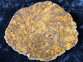 Rare Petrified Wood Unidentified Fern Texas 4”x3.  5” Fossil Geology