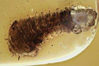 Rare Longhorn Beetle Larvae Cerambycidae Baltic Amber,  Hq Pic 210415