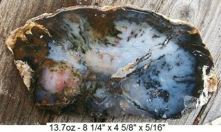Hubbard Basin,  Nevada Light Blue Agatized Dendritic Petrified Wood Slab