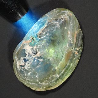Rare 105 M.  Y.  O.  Crystal Opal Mussel Shell Fossil 19.  49ct Lightning Ridge