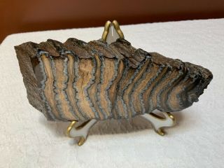 Woolly Mammoth Tooth Slice Fossil 7.  0 " 1lb 10oz.
