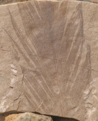 Fossil Feather Bird