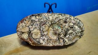 Souvenir,  Thanatocenosis Of Ammonites 18cm On A Stand From Volga River (russia)