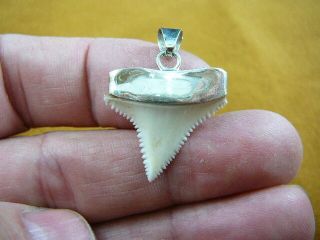 (s417 - 51) 1 - 1/16 " Modern Great White Shark Tooth Jewelry Silver Cap Pendant