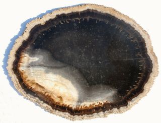 Very Large,  Polished,  Texas Petrified Palm Round