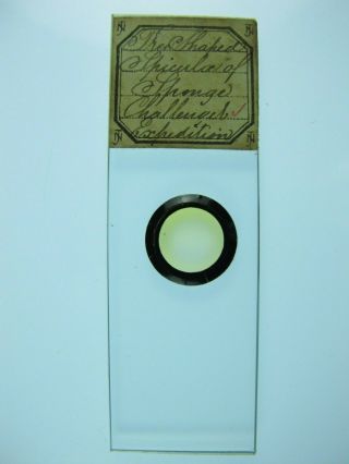 Antique Microscope Slide by Norman.  
