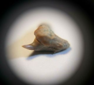 Rare Fossil Megamouth Shark Tooth From Pyramid Hill,  Calif.  Not Sharktooth Hill.