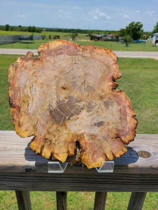 Large Faun & Rust Colored Full Round Petrified Wood Slab W/bark 13 " X 11.  75 "
