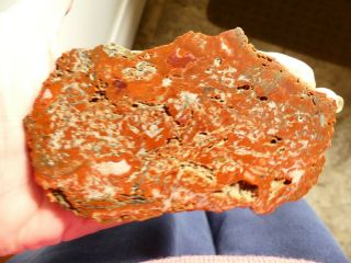 Yellow Cat Petrified Wood - Polished - Bright Red 5 Inch 10.  2 Oz.