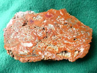 Yellow Cat Petrified Wood - Polished - Bright Red 5 Inch 10.  2 oz. 2