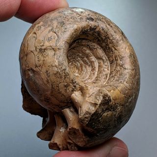 5,  6 Cm (2,  2 In) Ammonite Metalegoceras Permian Kazakhstan Fossil