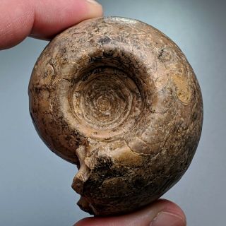 5,  6 cm (2,  2 in) Ammonite Metalegoceras permian Kazakhstan fossil 2