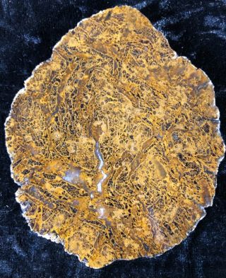 Rare Petrified Wood Unidentified Fern Texas 4”x3.  25” Fossil Geology