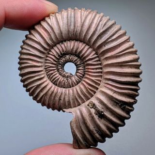 5,  8 Cm (2,  3 In) Ammonite Peltoceras Pyrite Jurassic Russia Fossil Ammonit
