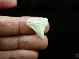 (s420 - 1) 7/8 " Modern Great White Shark Tooth Jewelry Teeth Sharks Wow