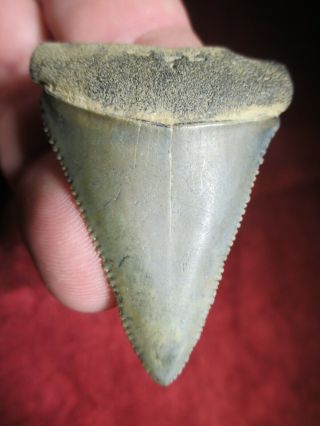 Xl 2 - 1/16 Inch Great White Shark Tooth Fossil Fish Megalodon Teeth - Sc Scuba Gw