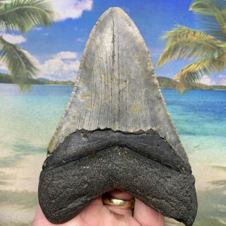 5.  15” Megalodon Fossil Shark Tooth - Huge Fossil - No Restoration 2